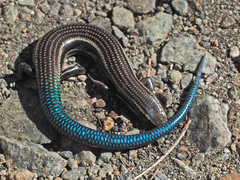 Chalcides sexlineatus sexlineatus