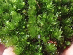 Bryum canariense