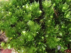 Bryum canariense