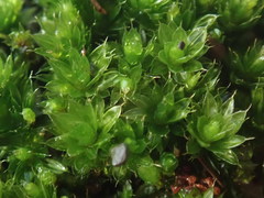 Bryum canariense