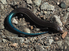 Chalcides sexlineatus sexlineatus