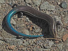 Chalcides sexlineatus sexlineatus