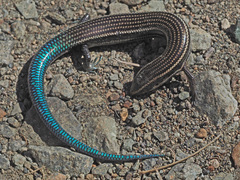 Chalcides sexlineatus sexlineatus