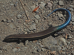 Chalcides sexlineatus sexlineatus