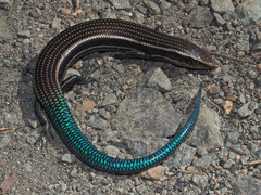 Chalcides sexlineatus sexlineatus