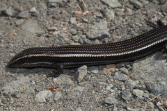 Chalcides sexlineatus sexlineatus