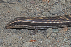 Chalcides sexlineatus sexlineatus