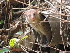 Urva auropunctata