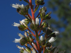 Echium onosmifolium
