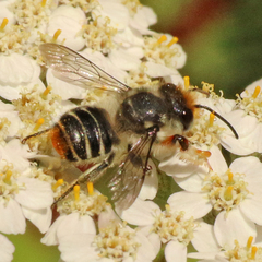 Megachile chrysopyga