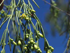 Plocama pendula image