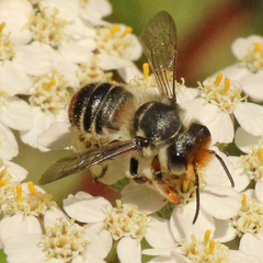 Megachile chrysopyga