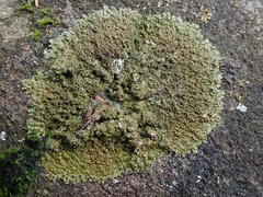 Xanthoparmelia verruculifera