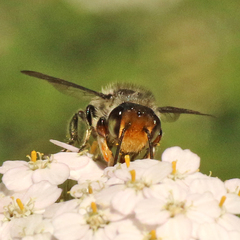 Megachile chrysopyga