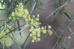 Acacia iteaphylla