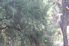Acacia iteaphylla