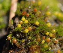 Pleuridium acuminatum