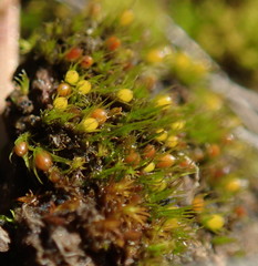 Pleuridium acuminatum