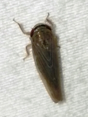 Chlorotettix necopinus