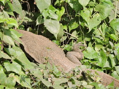 Varanus bengalensis