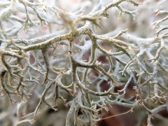 Cladonia ciliata