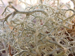 Cladonia ciliata