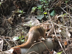 Urva auropunctata