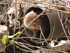 Urva auropunctata