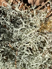 Cladonia ciliata