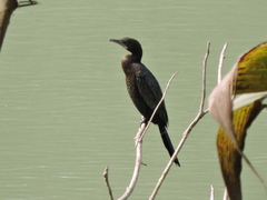 Microcarbo niger
