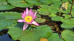 Nymphaea
