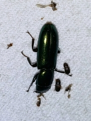 Temnoscheila acuta