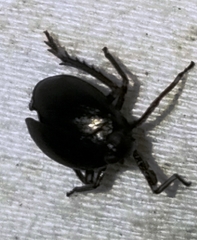 Phylloscelis atra