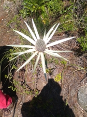 Eryngium proteiflorum