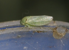 Hyalojassini