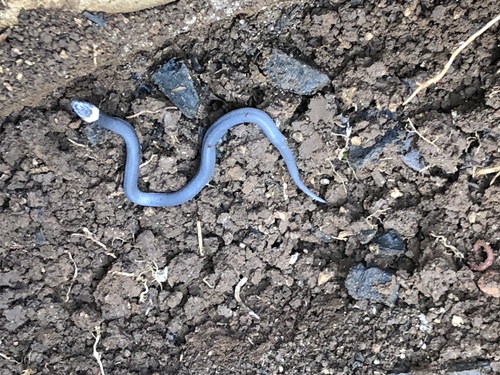 Photo of a White-naped Snake (Cacophis harriettae)