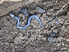 Cacophis harriettae