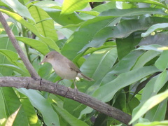 Acrocephalus