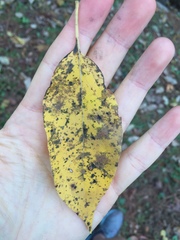 Diospyros virginiana