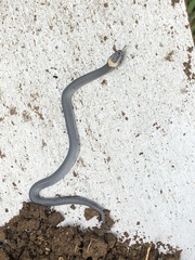 Cacophis harriettae