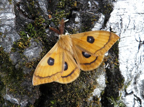 Tau Emperor Moth