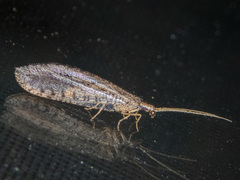 Stenosmylinae