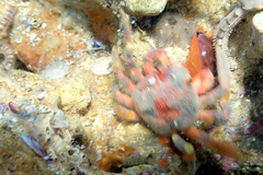 Schizophrys rufescens