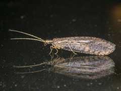 Stenosmylinae