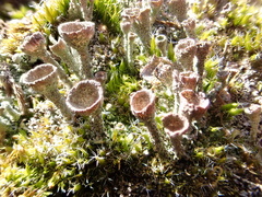 Cladonia grayi