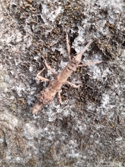 Dataminae