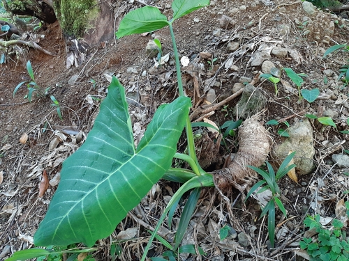 Xanthosoma robustum