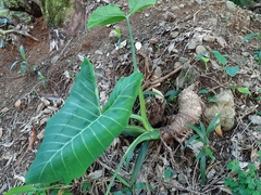 Xanthosoma robustum