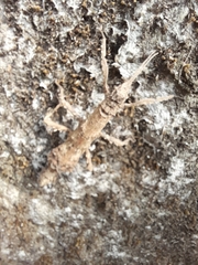Dataminae