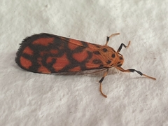 Tumicla sagenaria
